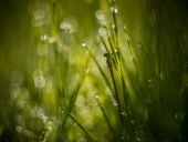 Когда просохнут крылья...