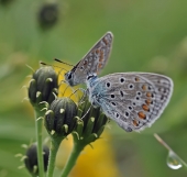 Противостояние...