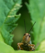 Фотография на паспорт...