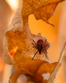 Вооружен и очень опасен... Вооружен и очень опасен...