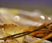 Беззвучие...