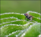 По волнам...