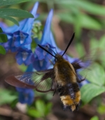 Шмелевидка