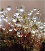 До земли от неба...