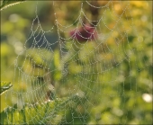 Шарики-лошарики... Шарики-лошарики...