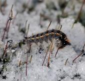 Никто не ждал...