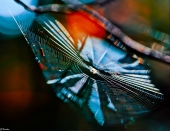 При свете софитов...