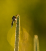 Рассветный ктырь... Рассветный ктырь...