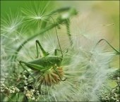 Легко  прописался...:-)))