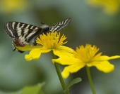 Весенняя бабочка