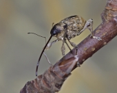 Вот вырасту, и буду большим слоном!