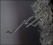 Леденая лапа зимы... Леденая лапа зимы...