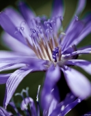 Вдохновение..