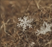 Трофейная гуща...