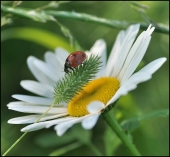 Отбрасываемые тенью...