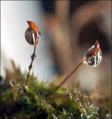 Кошка,сама по себе...