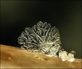 Черепашка...