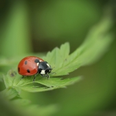 Чистота прежде всего.....
