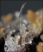 Коготь орла... Коготь орла...