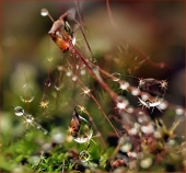 Не может быть сном...