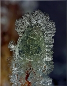 Серебренное копытце..