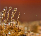 Избитое противостояние...