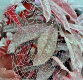 Близкое золото...