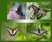 Небольшая коллекция