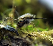 Старичок-лесовичок..