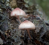 Грибы на грибах