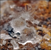 Ледяной щенок... Ледяной щенок...