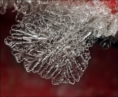 Веера величества...