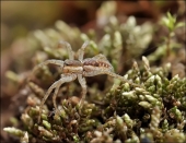 В тёплой кофте на прогулку... В тёплой кофте на прогулку...