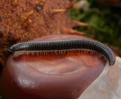 Будем считать???