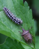 Ничего личного