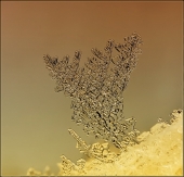 Мандариновый рассвет...