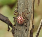 Редисочка..