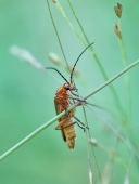 Медный всадник..