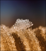 Цветок Венеры...