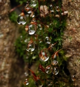 Тишина зимы...