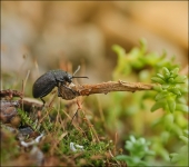 За ёлочкой однажды, он летом собрался...