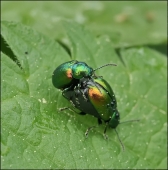 Наливная любовь...