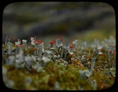 Ушки лесных троллей