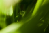 Росинка на травинке