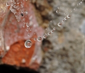 Мухоловка..