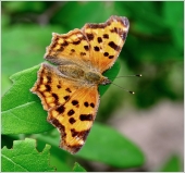 Углокрыльница