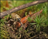 Старое фото, очень...