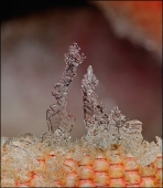 Петушок и курочка...