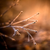 Хрустальная веточка...