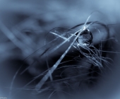 В мир иллюзий и фантазий...